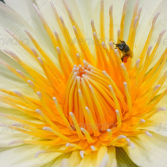 一键部署安装的攻击网站服务器